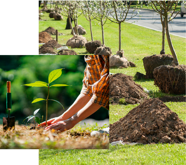 Volunteer planting tree saplings